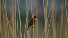 bevrijdingsdag 2022 157
